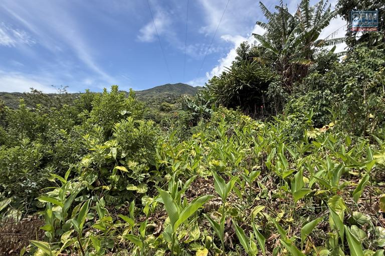 Terrain plat de 1200 m2 à 350 m d'altitude, pleine vue mer et montagne, viabilisation sur le terrain.