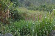 TERRAIN DE 500 M2 PALMISTE ROUGE