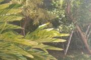 A VENDRE VILLA 3 CHAMBRES A SAINT- LEU