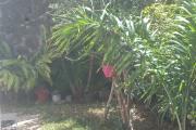 A VENDRE VILLA 3 CHAMBRES A SAINT- LEU