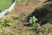 A vendre - Petite France - Terrain constructible 93406 &euro;