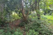 Superbe Terrain de 1268 m2 en zone UA proche centre ville Tampon