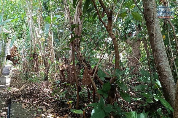 Terrain de 400 m2 viabilisé avec petite dépendance à l'Entre Deux
